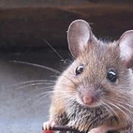 robin.bijman